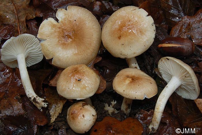 Hygrophorus arbustivus 