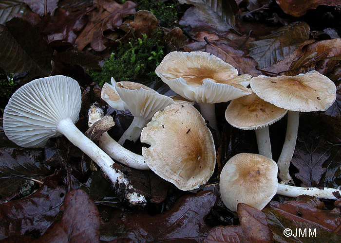 Hygrophorus arbustivus 