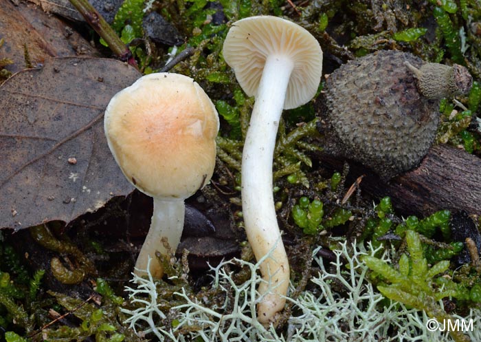 Hygrophorus arbustivus var. quercetorum