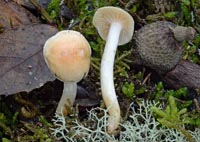 Hygrophorus arbustivus var. quercetorum