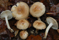 Hygrophorus arbustivus