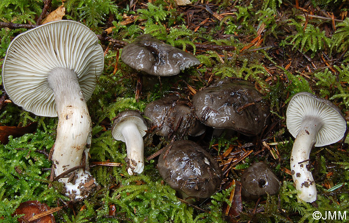 Hygrophorus atramentosus