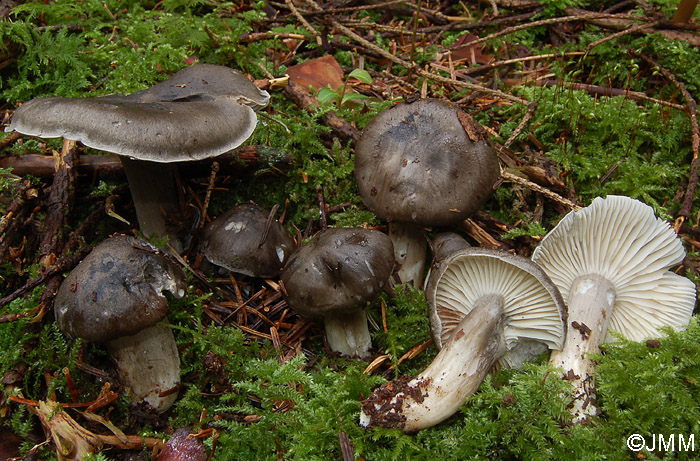 Hygrophorus atramentosus