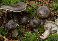 Hygrophorus atramentosus