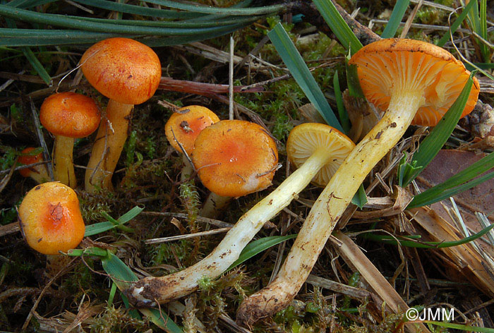 Hygrophorus aureus