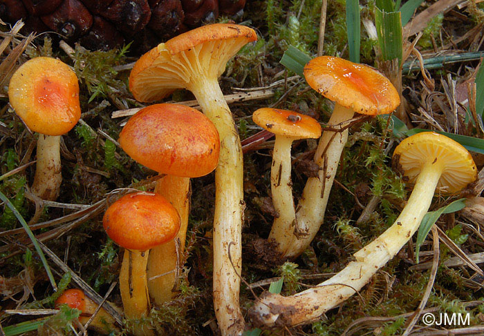 Hygrophorus aureus