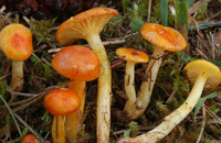 Hygrophorus aureus