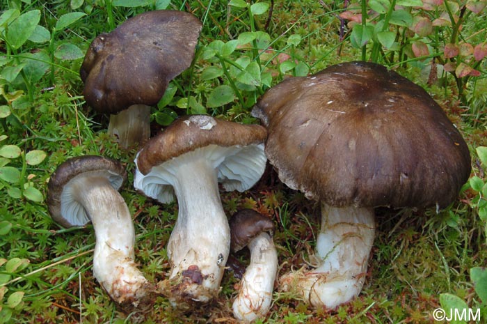 Hygrophorus camarophyllus