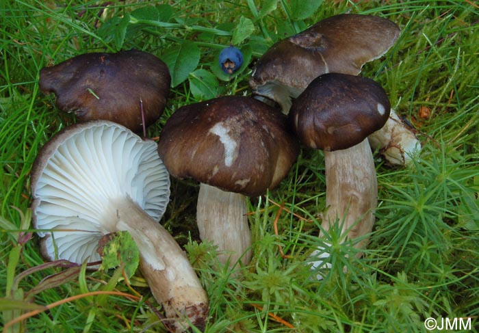 Hygrophorus camarophyllus