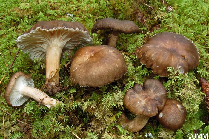 Hygrophorus camarophyllus