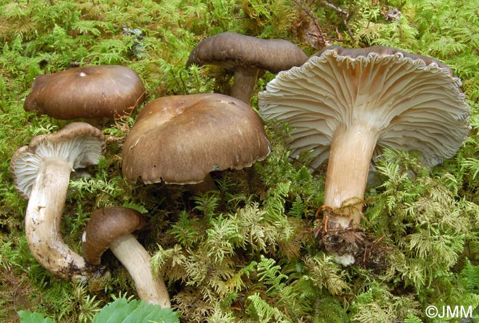 Hygrophorus camarophyllus