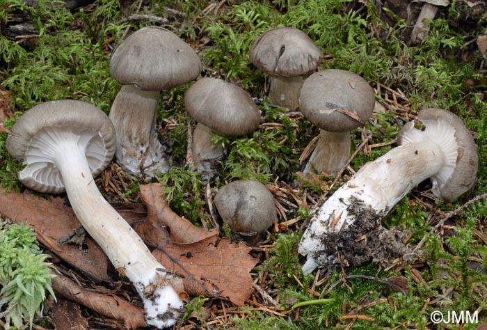 Hygrophorus camarophyllus