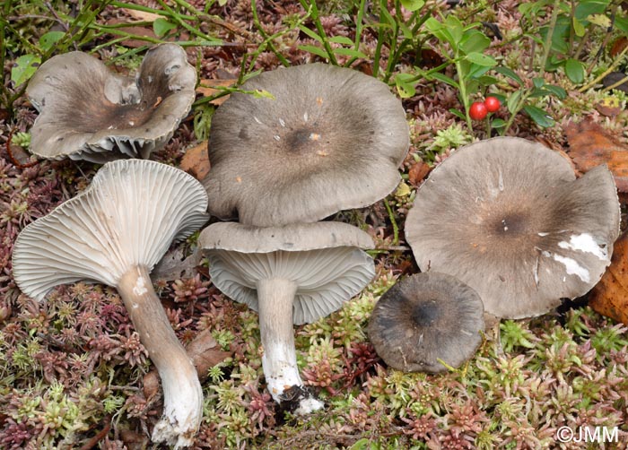 Hygrophorus camarophyllus