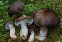 Hygrophorus camarophyllus