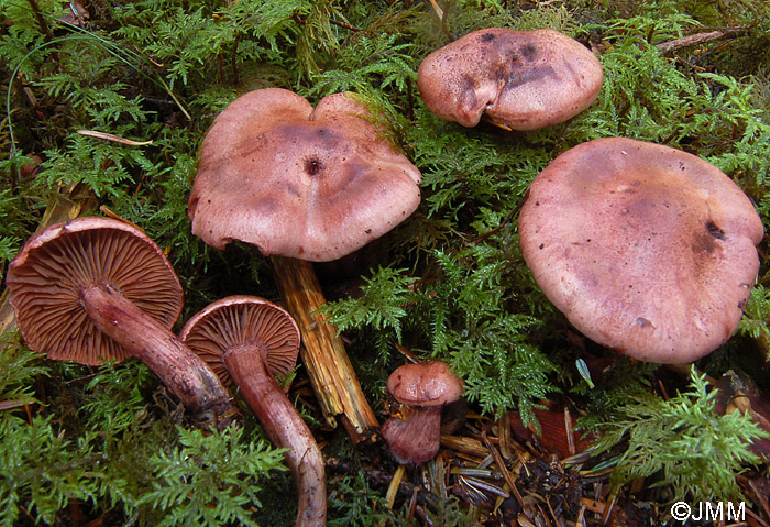 Hygrophorus capreolarius