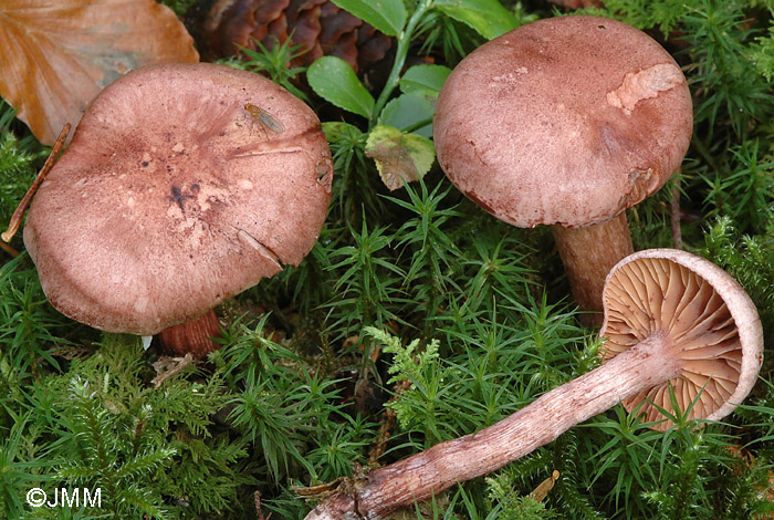 Hygrophorus capreolarius