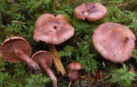 Hygrophorus capreolarius