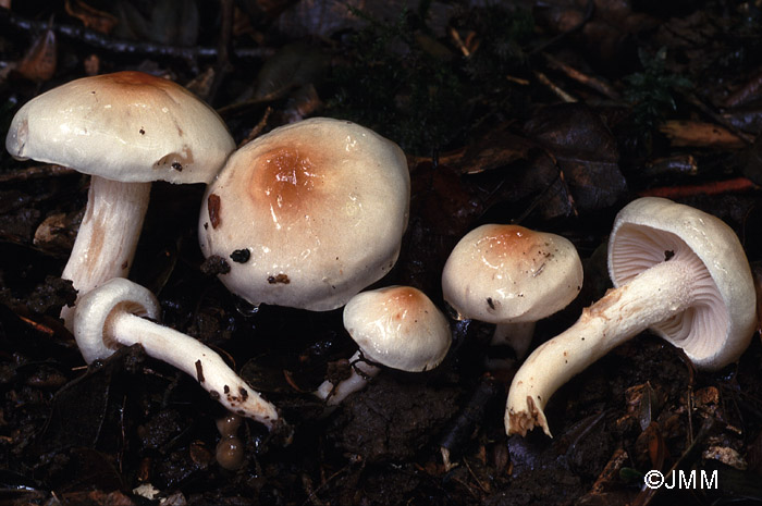 Hygrophorus carpini