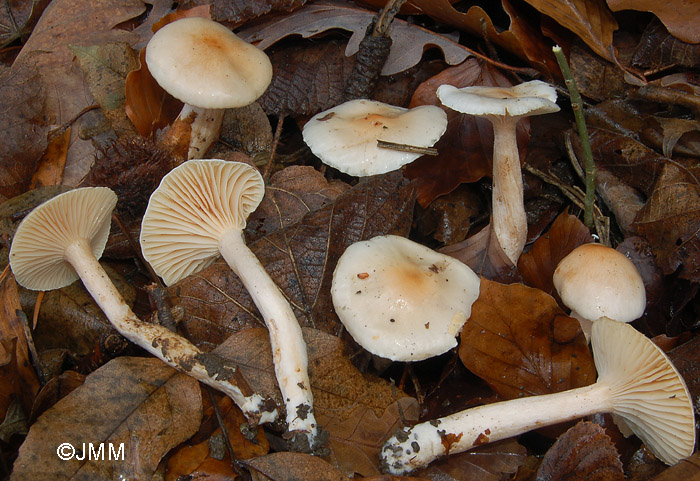 Hygrophorus lindtneri var. carpini 