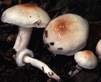 Hygrophorus lindtneri var. carpini