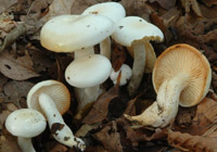 Hygrophorus discoxanthus