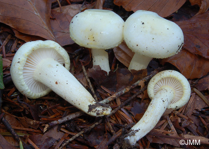 Hygrophorus chrysodon 