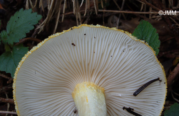 Hygrophorus chrysodon