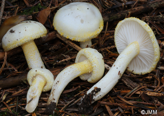 Hygrophorus chrysodon