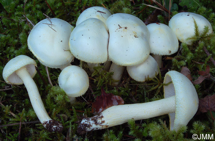 Hygrophorus chrysodon 