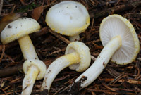 Hygrophorus chrysodon