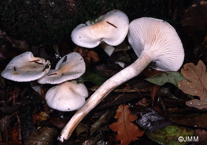 Hygrophorus cossus