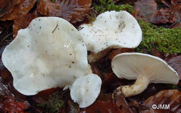 Hygrophorus cossus