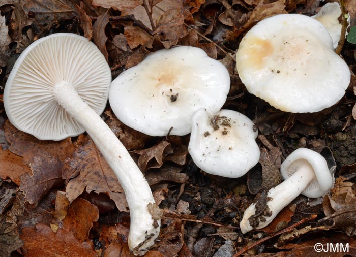 Hygrophorus cossus