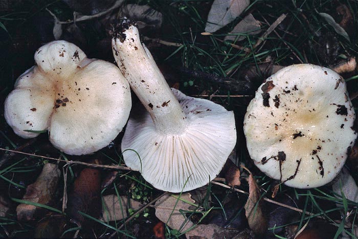 Hygrophorus cossus var. quercetorum