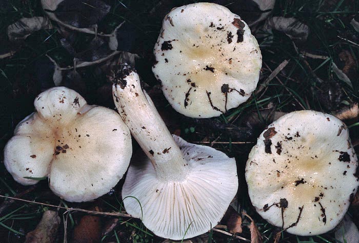 Hygrophorus cossus var. quercetorum