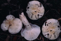 Hygrophorus cossus var. quercetorum