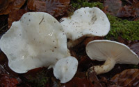 Hygrophorus cossus