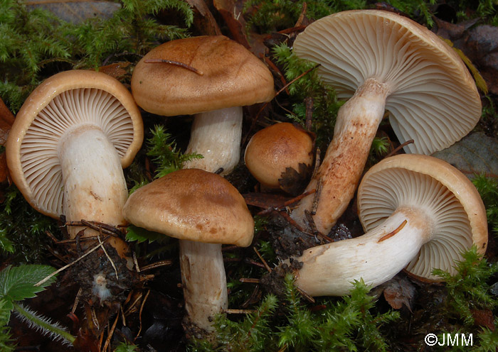 Hygrophorus discoideus