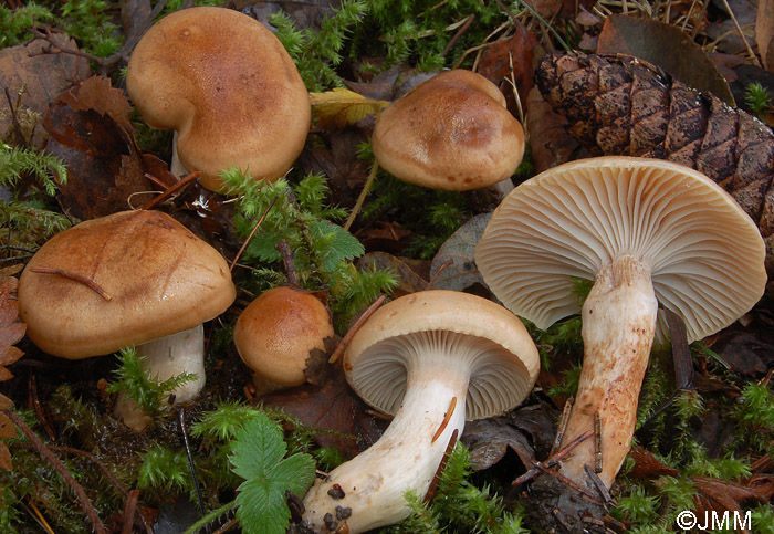 Hygrophorus discoideus