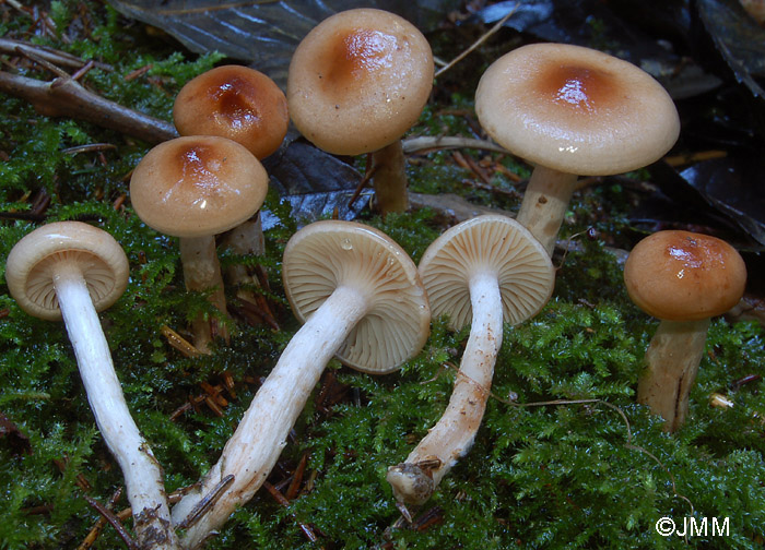 Hygrophorus discoideus