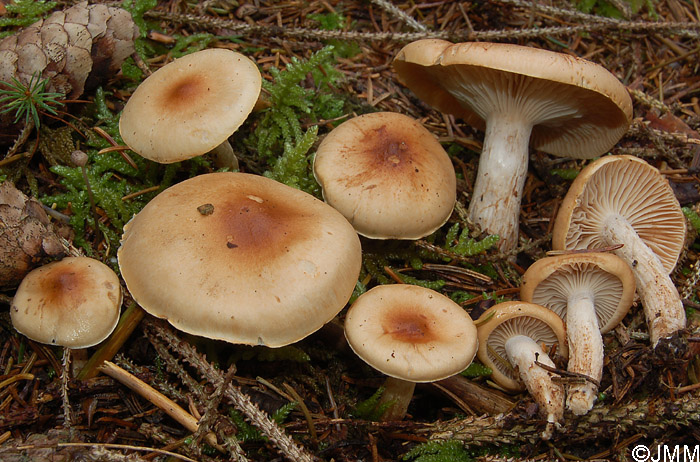 Hygrophorus discoideus