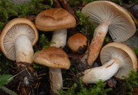 Hygrophorus discoideus