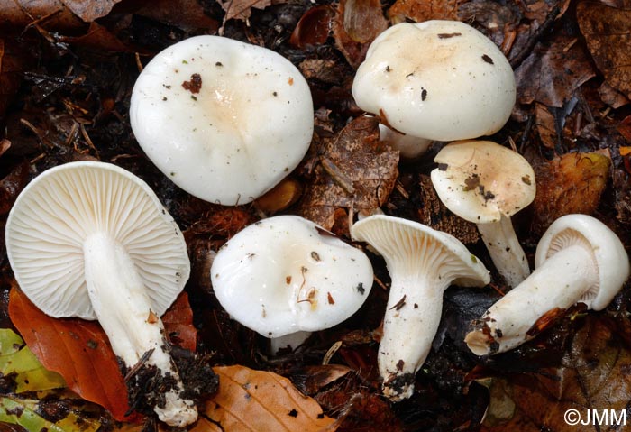 Hygrophorus discoxanthus = Hygrophorus chrysaspis