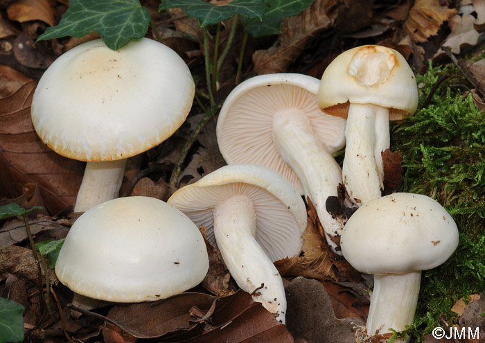 Hygrophorus discoxanthus = Hygrophorus chrysaspis