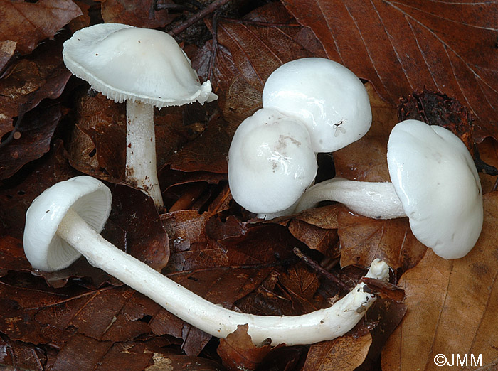 Hygrophorus eburneus