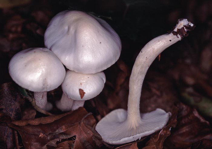 Hygrophorus eburneus