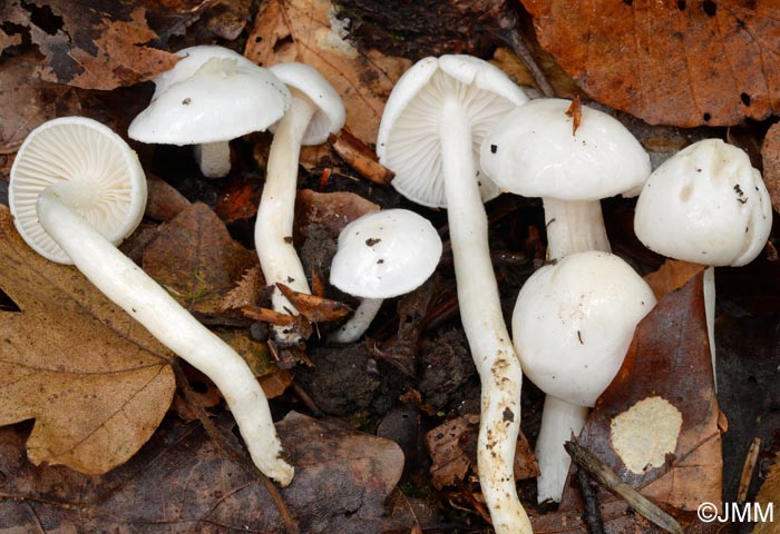 Hygrophorus eburneus