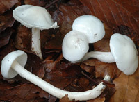 Hygrophorus eburneus