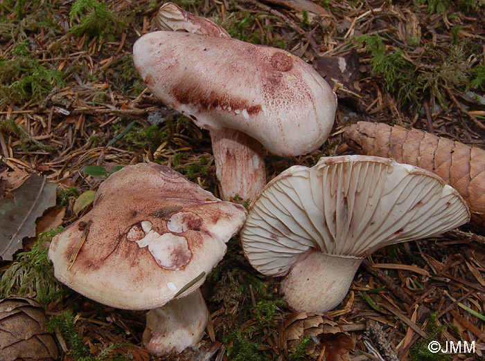 Hygrophorus erubescens