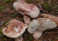 Hygrophorus erubescens